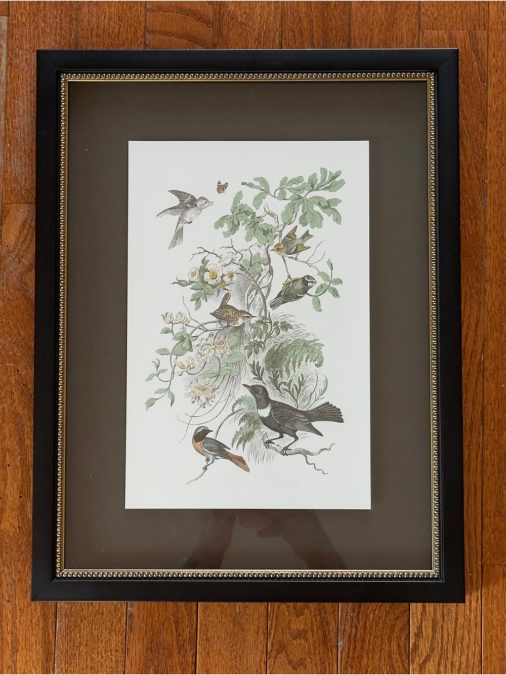 Framed Botanical Bird Art Print in Black Frame
